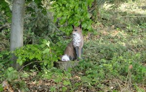 2011-04-02 - 3D - EVREUX-BROSVILLE